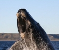 Wieloryby nie gsi i swj jzyk maj