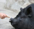 wita: Nie podkadaj nikomu wini