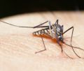 Najpierw powodzie, teraz plaga komarw