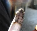 UK: Mocna kampania antynikotynowa