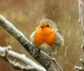 Co z t wiosn? – pytaj nawet meteorolodzy