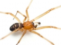 UK: Uwaga na pajki “false widow”