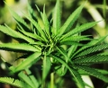 Felieton: Legalizowa czy nie?