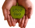Felieton: GMO – kolejne starcie