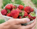 UK: Na farmach brakuje ludzi do pracy