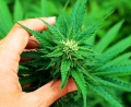 Londyczycy chc legalizacji marihuany