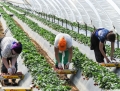 UK: Farmerzy potrzebuj pracownikw sezonowych!