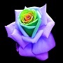 RockRose