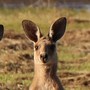 Australis
