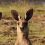 Australis