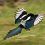 Magpie