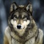 Wolfskin