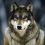 Wolfskin