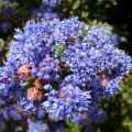 Niebieski kwiatek i kolce...