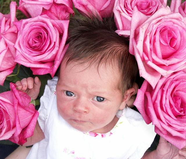 roses