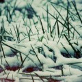 Zima w trawie