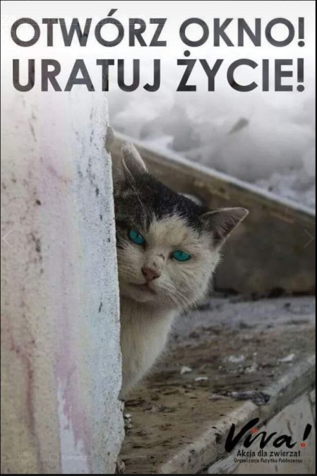 Bez tytuu