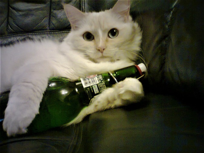 miau
