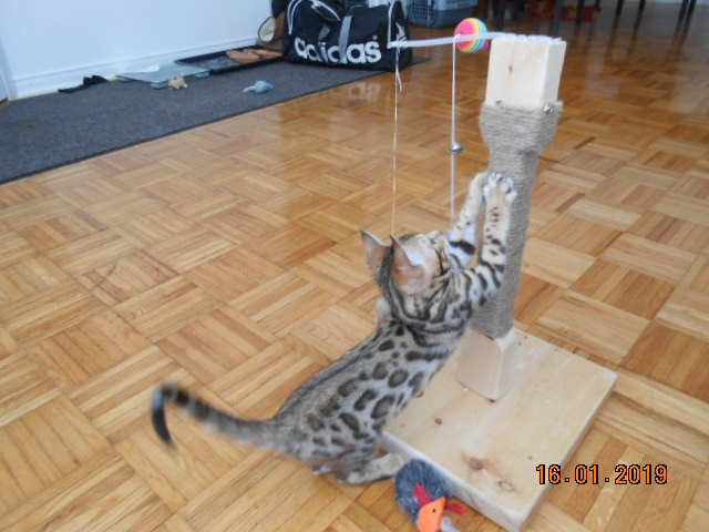 CoCo (KoKo)