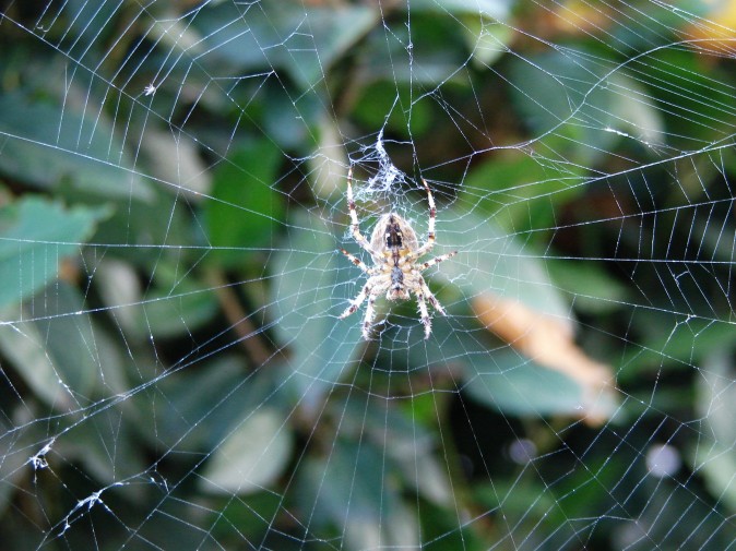 arachnofobia 1