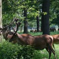 Richmond Park