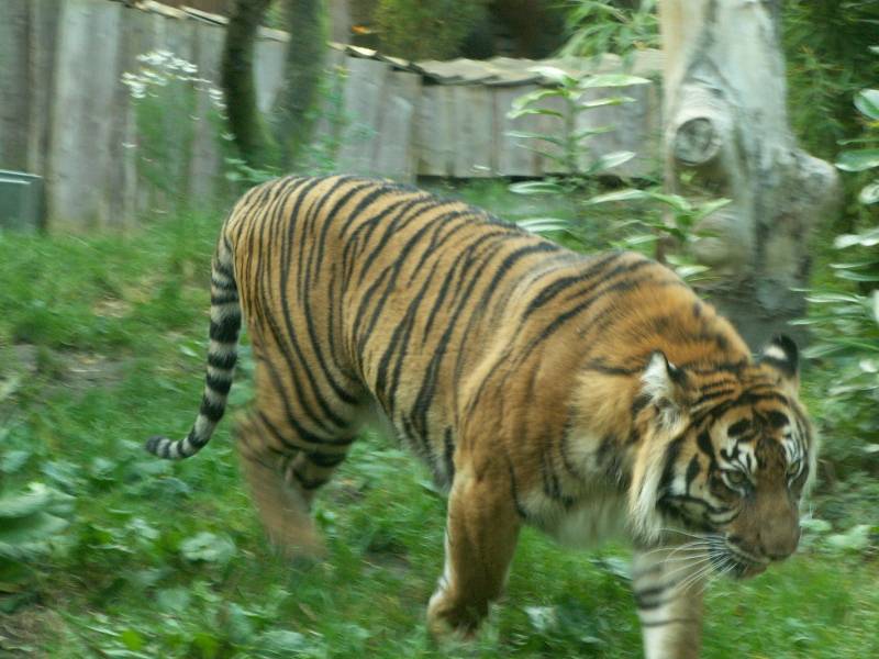 London zoo