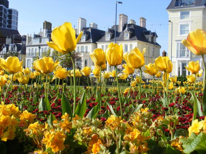 tulipany w Portsmouth