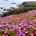 Lizard Point