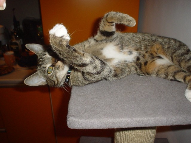 Lola