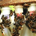 Karmienie matek pszczelich