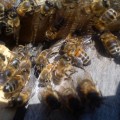pszczlki