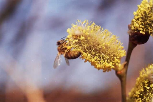 bee