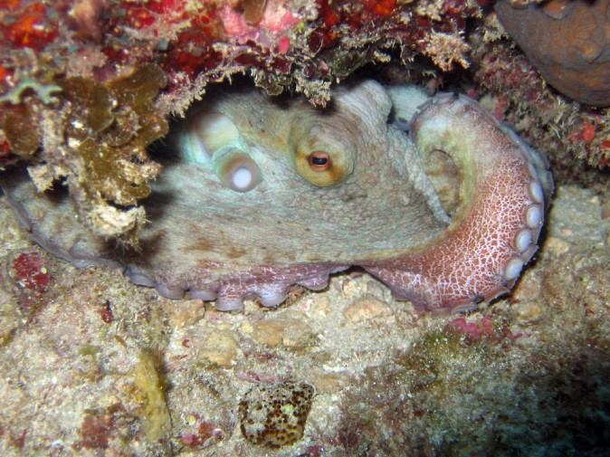 omiornica