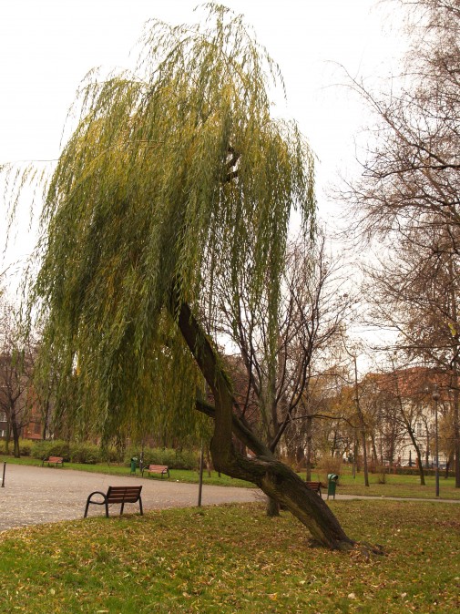 paczca..
