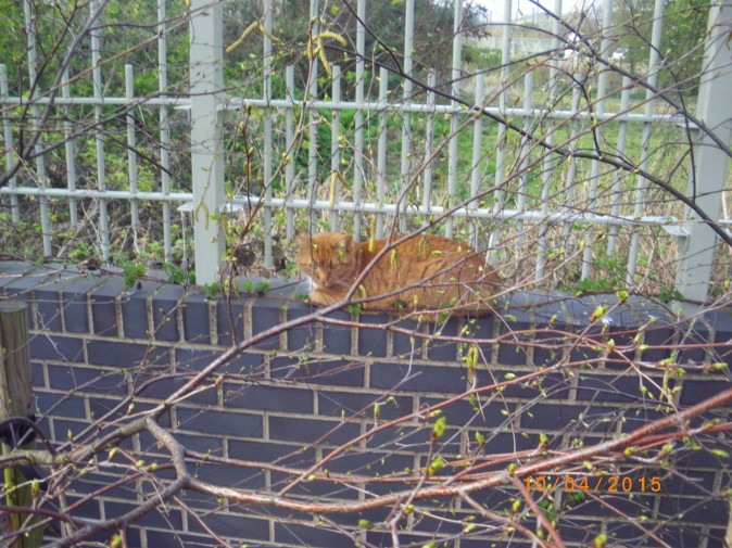 Ginger