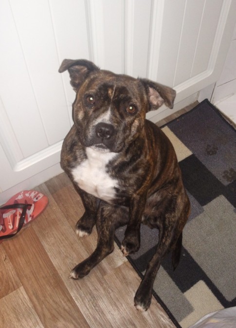 Staffie