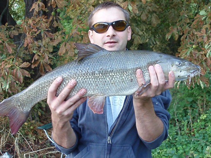 BRAWENA 2006
