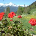 Aosta valley latem