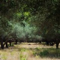 Gaj oliwny, Kefalonia