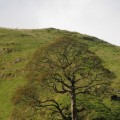 Lonely tree