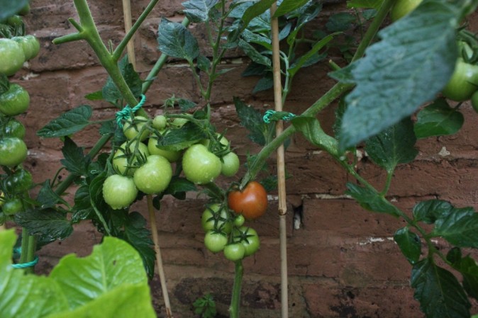 pomidor