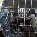 Nowi domownicy :-)