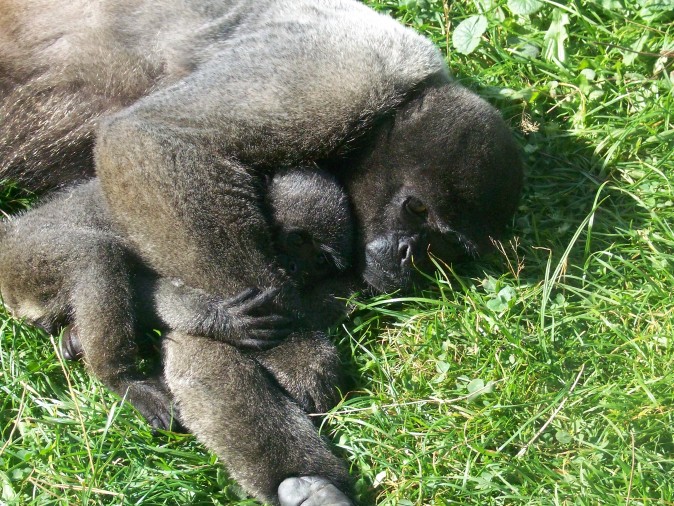 monkey world