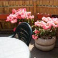  Moje rododendrony