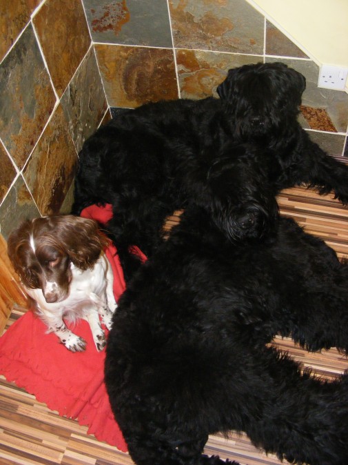 Russian Black Terrier 