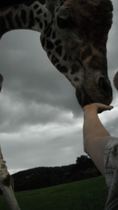 W SAFARI