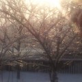 Winter wonderland at dawn:-)
